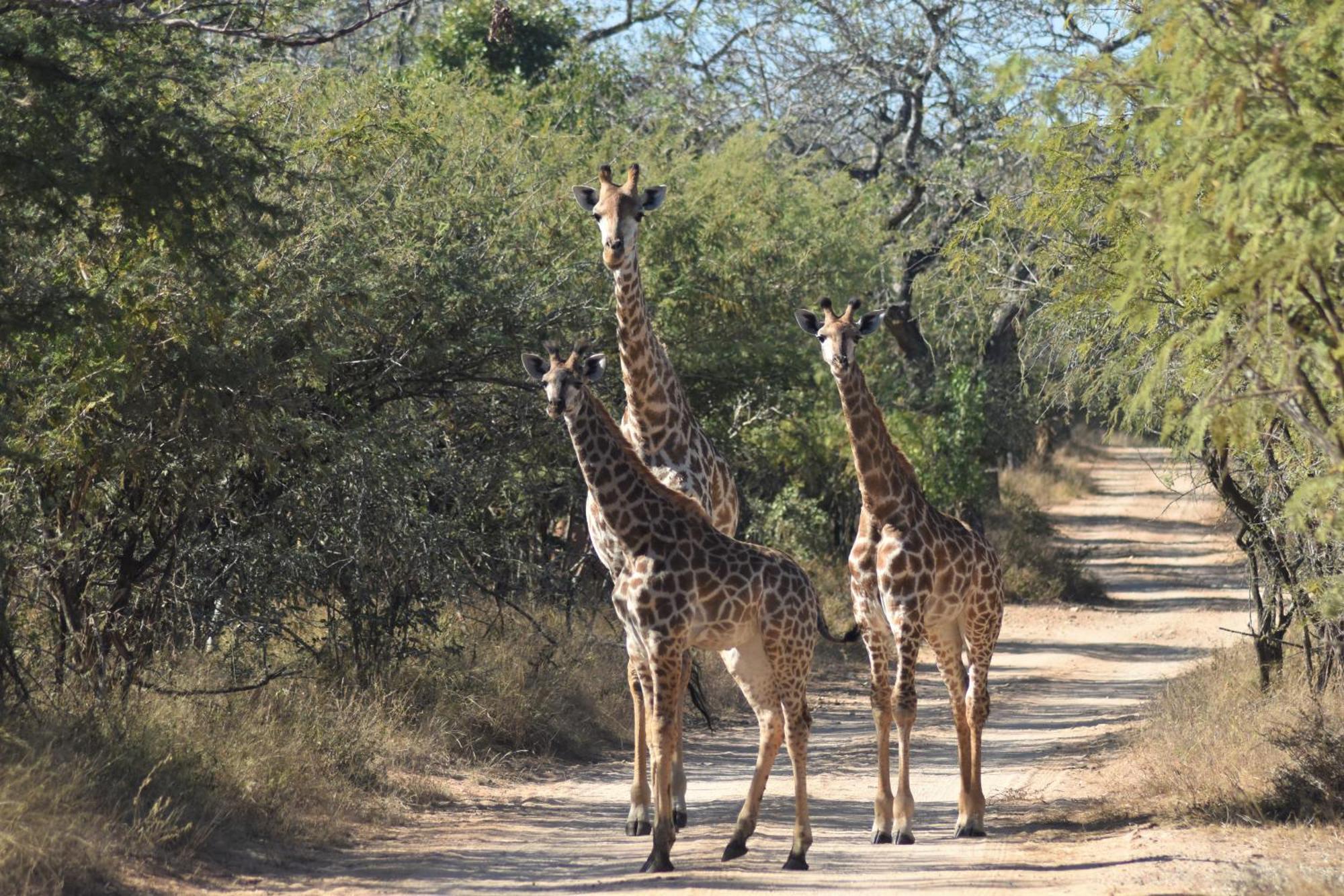 The Baobab Bush Lodge And Villa Hoedspruit Zewnętrze zdjęcie