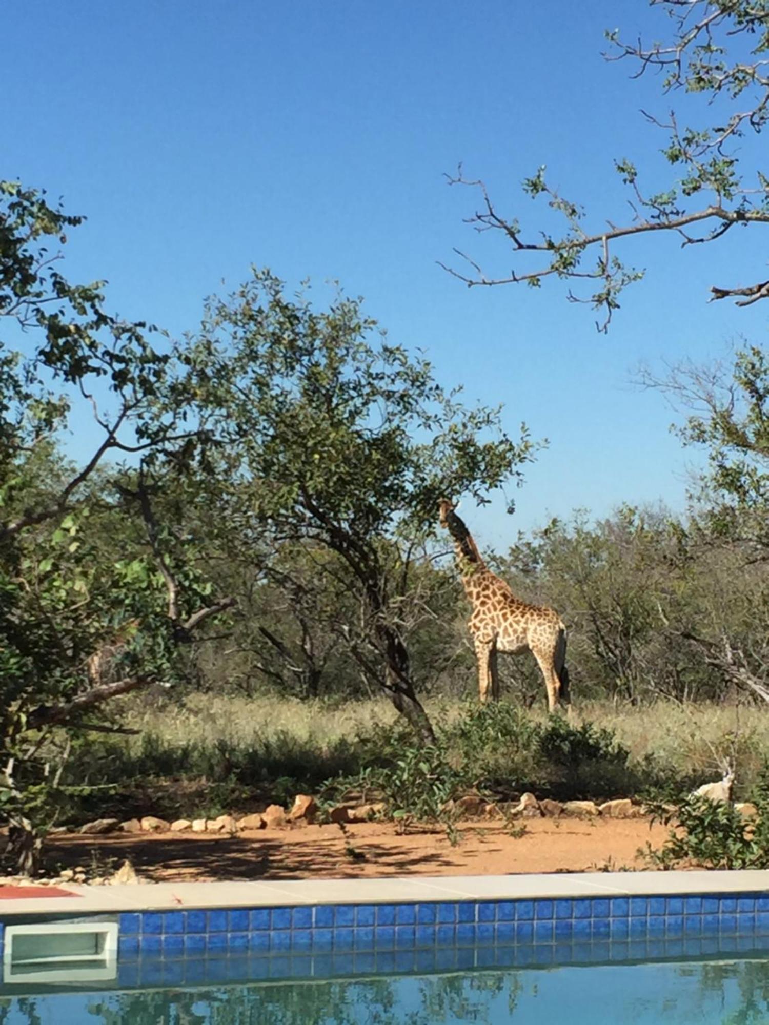 The Baobab Bush Lodge And Villa Hoedspruit Zewnętrze zdjęcie