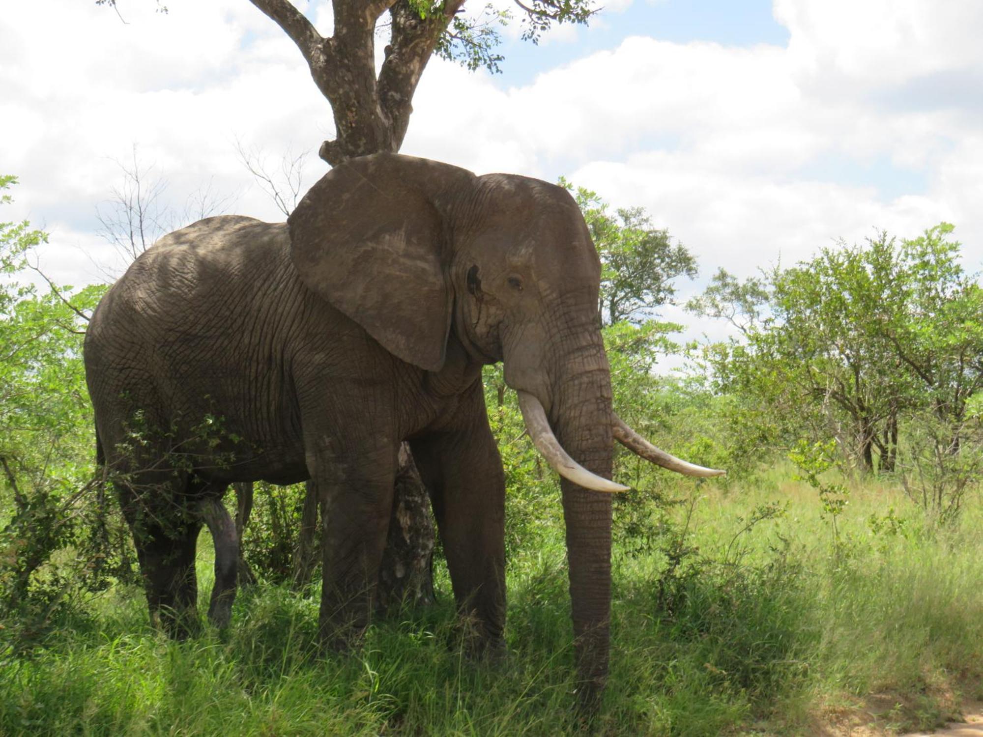 The Baobab Bush Lodge And Villa Hoedspruit Zewnętrze zdjęcie